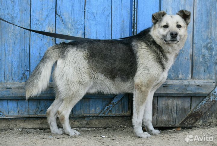 Север ищет дом