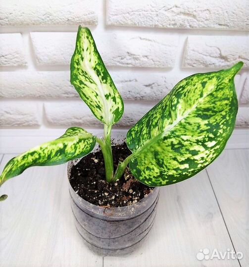 Диффенбахии сортовые