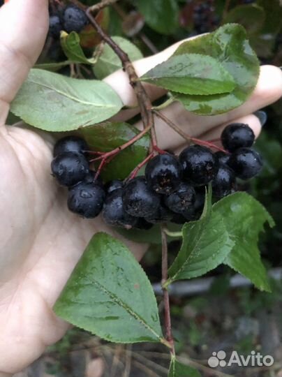 Ягоды черноплодной рябины