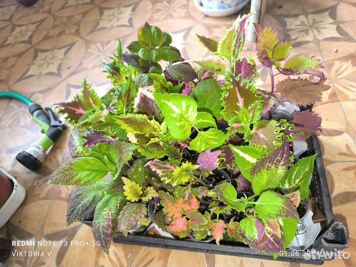 Колеусы разные