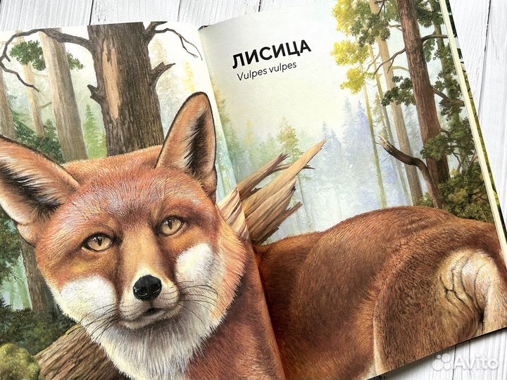 Лесные животные в натуральную величину