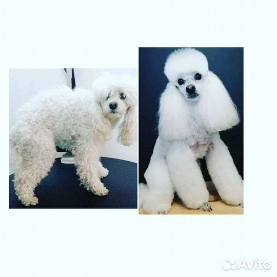 Груминг собак и кошек