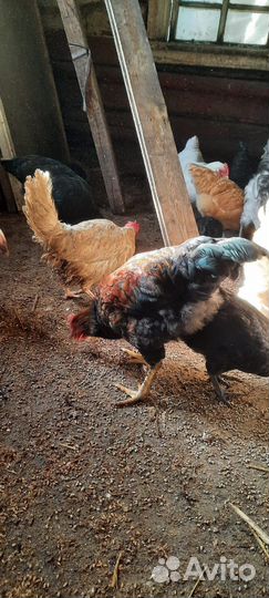 Петухи молодые, 5-6 месячные. 500р