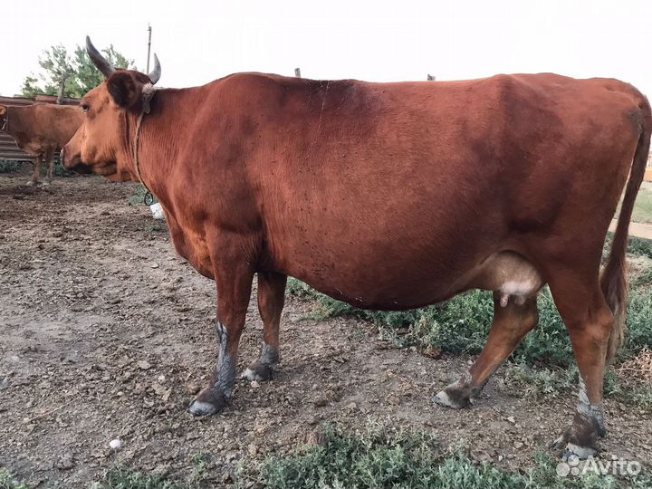 Коровы дойные