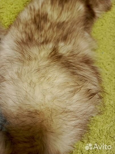 Воротник песец