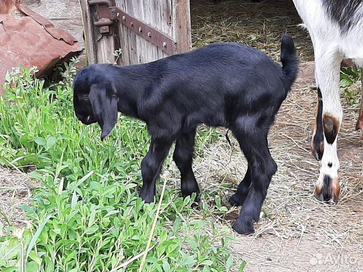 Молодые породистые козлики