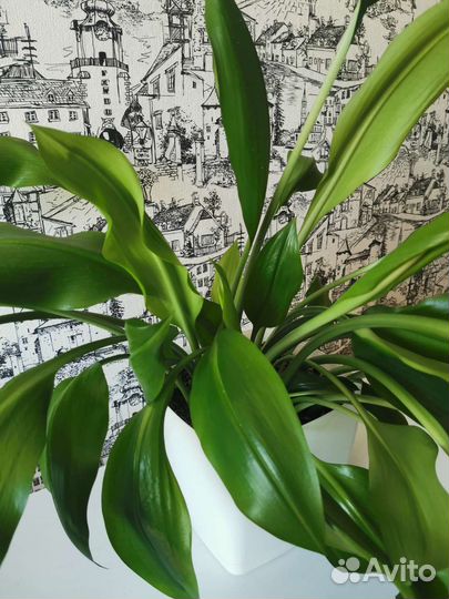 Эухарис амазонская лилия