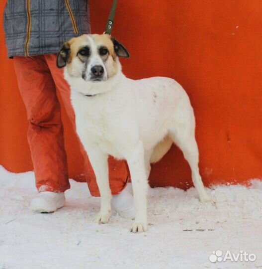 Подари Скарлет дом