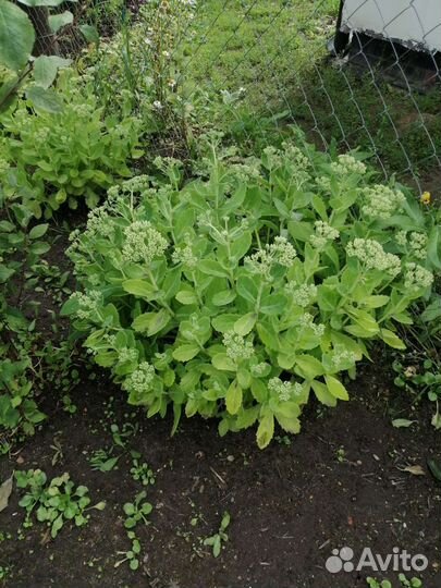 Флоксы многолетние, очиток