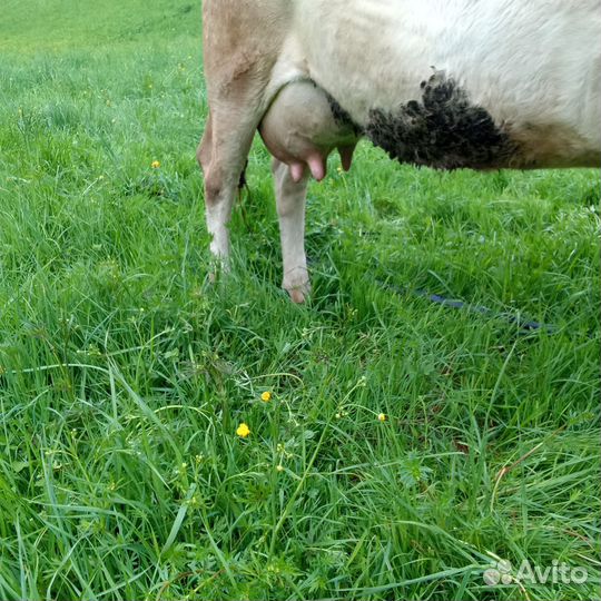 Корова дойная