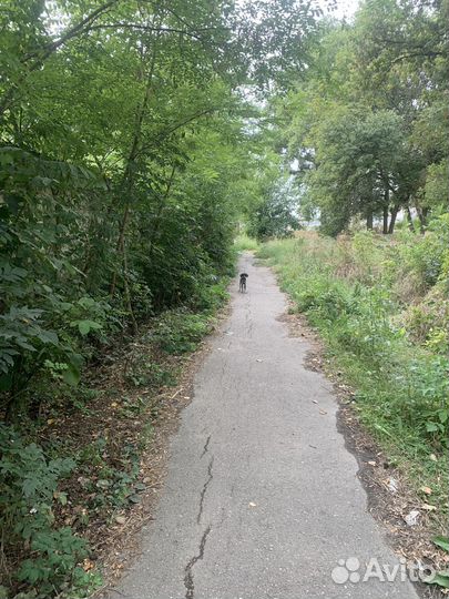 Щенок ищет дом