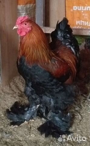 Петухи Брама,Кохинхин, Ухейиллюй,Китайская шёлк