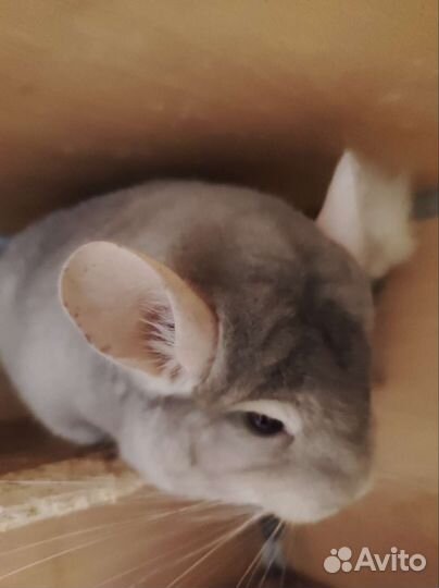 Пара шиншилл