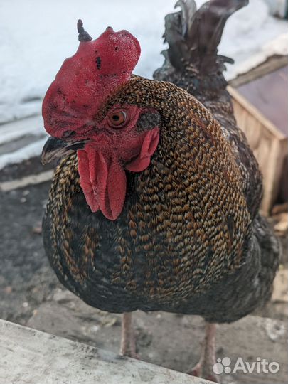 Молодой петух