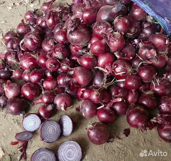 Лук фиолетовый