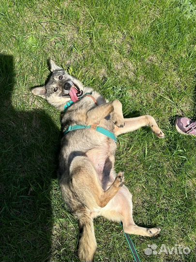 Ласковый Тимка с грустными глазами