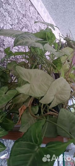 Комнатные цветы