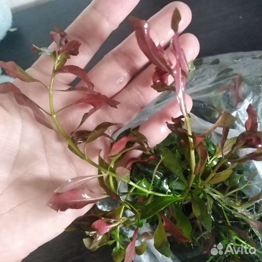 Аквариумное растение