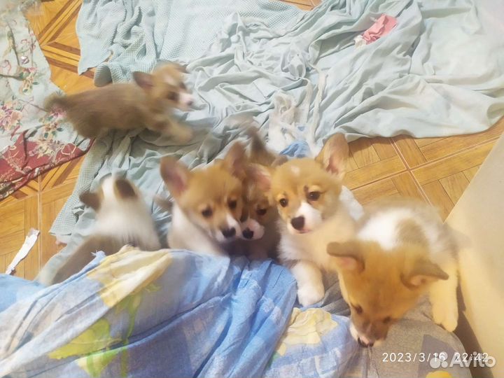 Собаки щенки