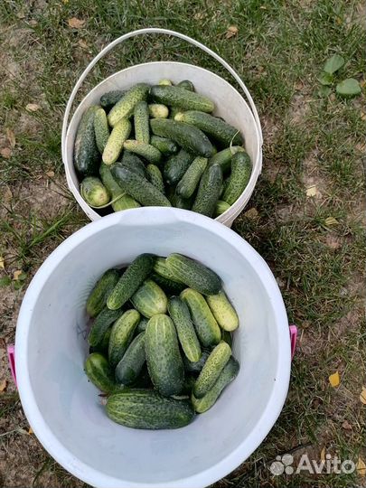 Огурцы свежие домашние