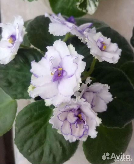 Сортовая фиалка Pat Fracey