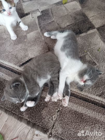 Продам котят