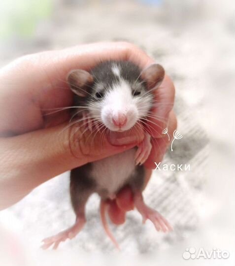 Декоративные крысята Дамбо.Всегда в наличии)