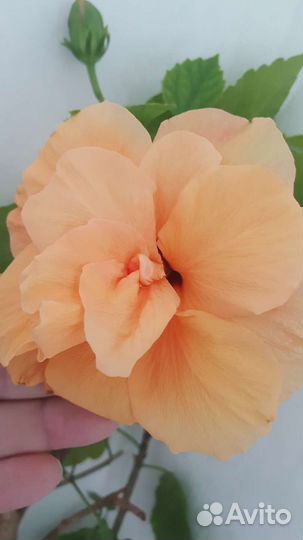 Сортовые гибискусы