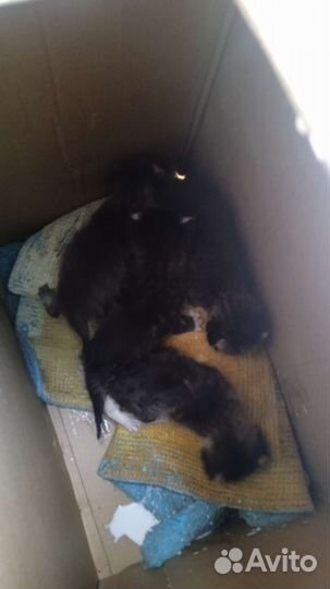 Бесплатно катята