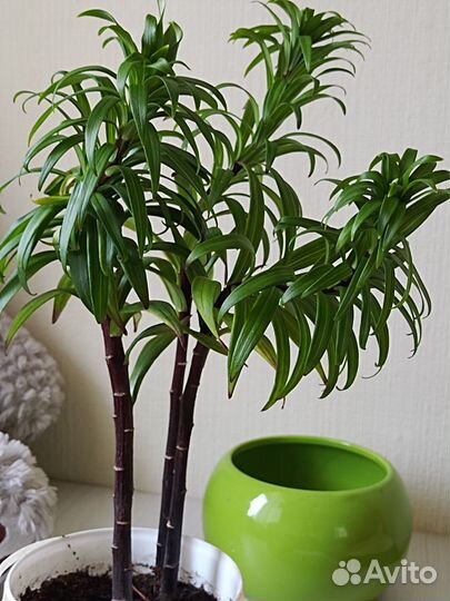 Лилия красная