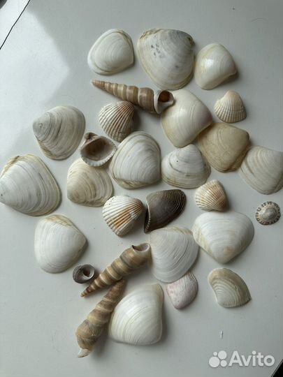 Ракушки для творчества
