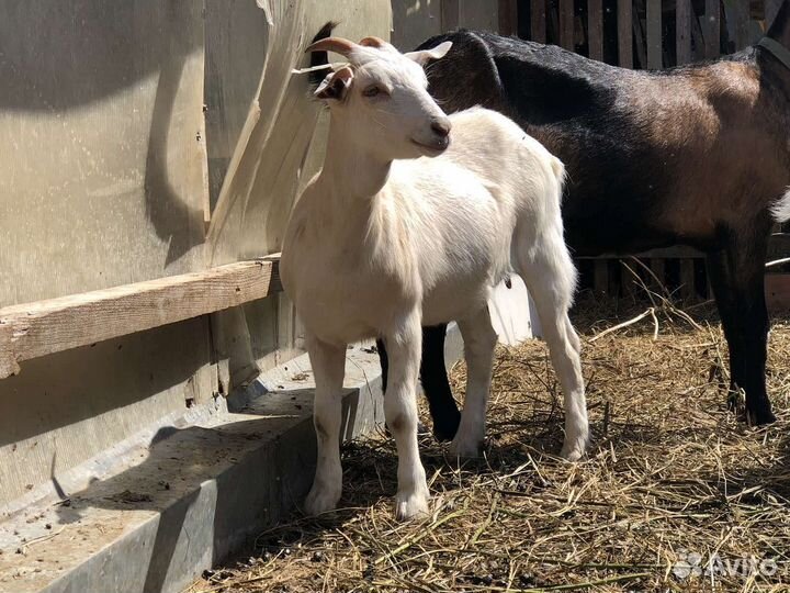 Козлята