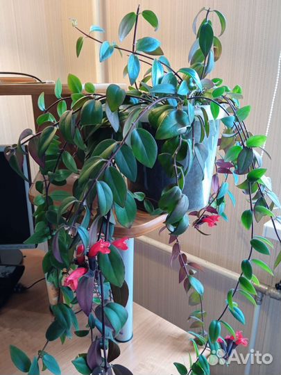 Эсхинантус