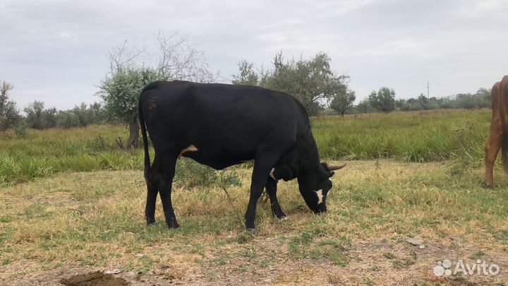 Корова высокоудойная