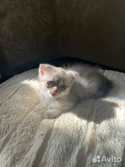 Шотландские котята