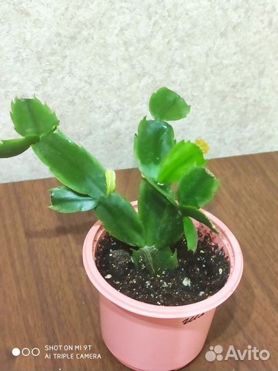 Шлюмбергера (декабрист)