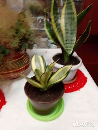 Пеперомия серебристая, Циперус