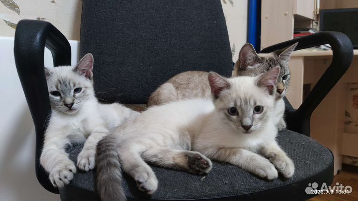 Тайские котята