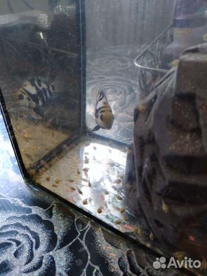 Малёк сапфирового попугайчика обмен,продажа