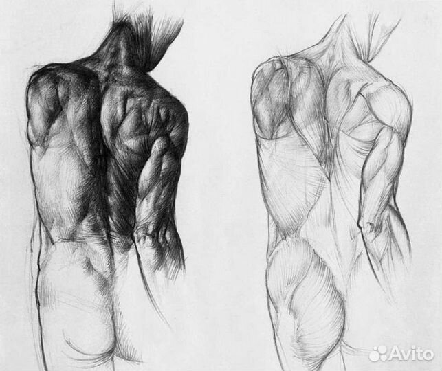 Анатомия для художников