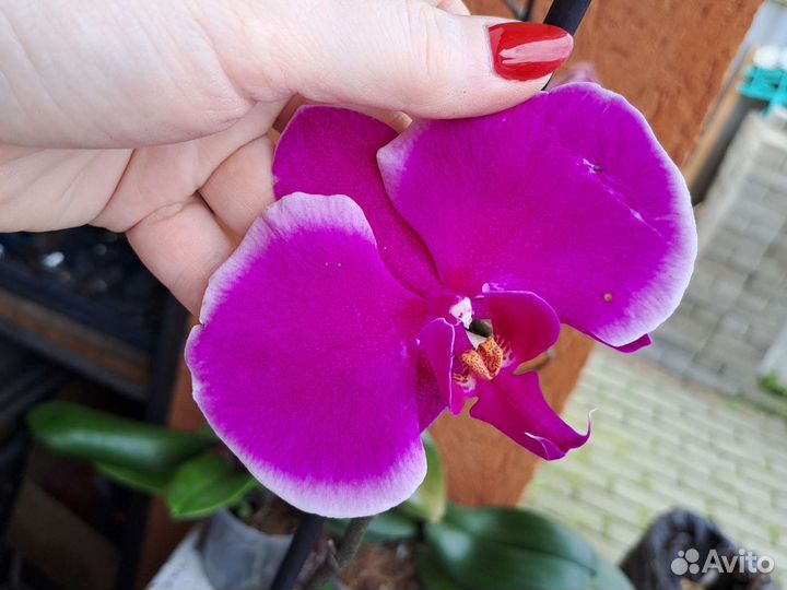 Сортовые Орхидеи