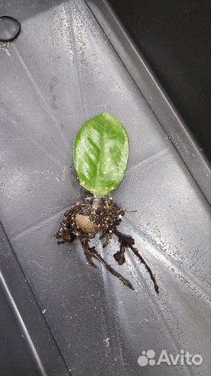 Замиокулькас клубни