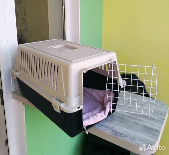 Переноска на прокат