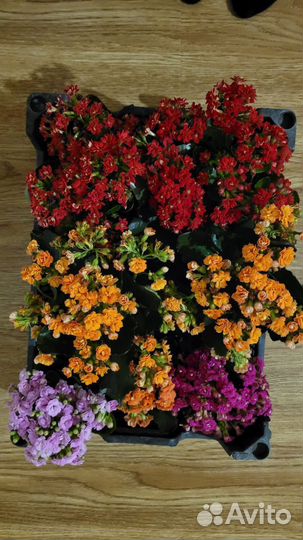 Каланхоэ цветущий