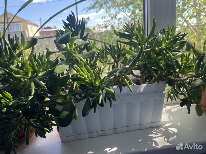 Суккуленты красула овата