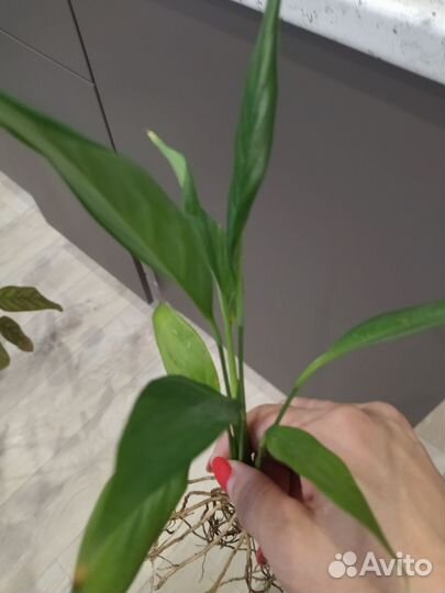 Спатифиллум