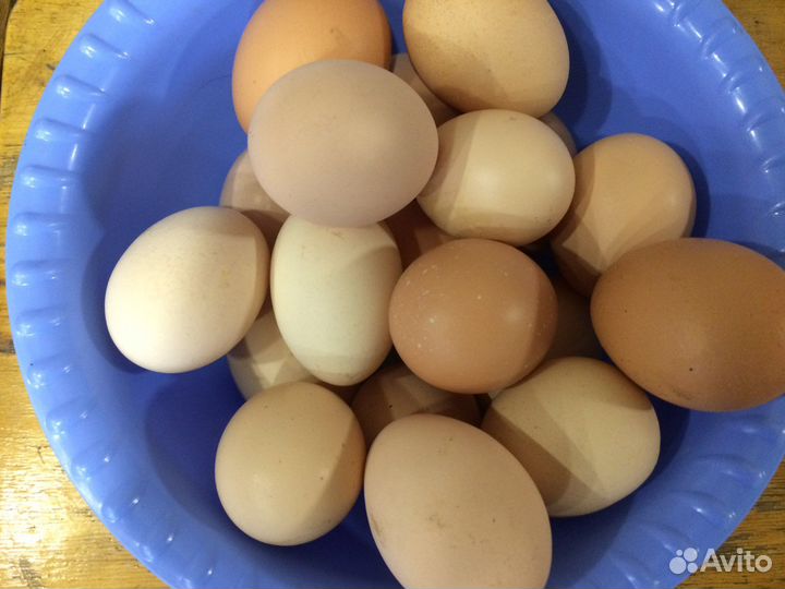 Домашние куриные яйца