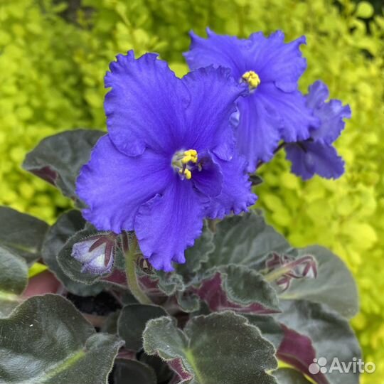 Фиалка шикарный кустик