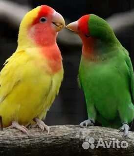 Пара неразлучников