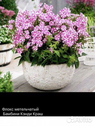 Флоксы низкорослые